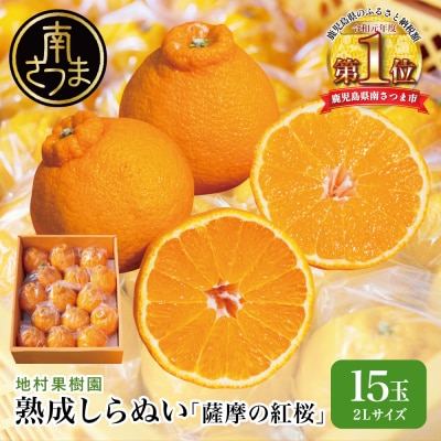 【熟成しらぬい】「薩摩の紅桜」2Lサイズ15玉 不知火 柑橘 地村果樹園