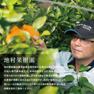 【熟成しらぬい】「薩摩の紅桜」2Lサイズ15玉 不知火 柑橘 地村果樹園