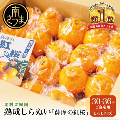 【熟成しらぬい】「薩摩の紅桜」ご自宅用 30～36玉[L～3Lサイズ]不知火 柑橘 地村果樹園
