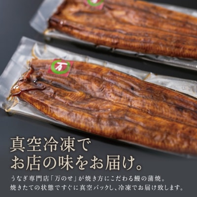 【鹿児島県産 鰻】うなぎ専門店「万のせ」 うなぎ蒲焼2尾 鰻 蒲焼き