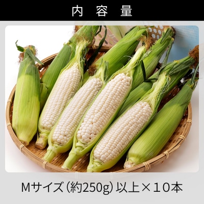 北海道産 ホワイトコーン 計10本 上士幌町 須田農場 野菜 とうもろこし スイートコーン