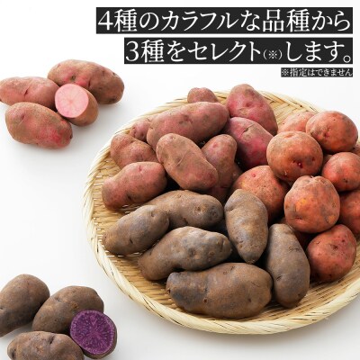 北海道産 カラフル じゃがいも 3種セット 計6kg 上士幌町 加藤農場 野菜