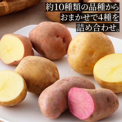 北海道産 おまかせ じゃがいも 4種セット 計10kg 上士幌町 加藤農場 野菜