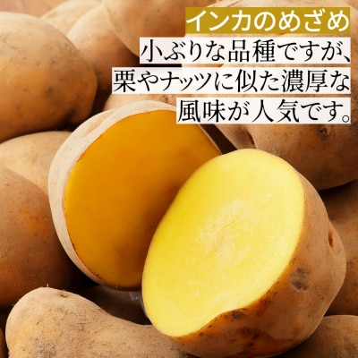 北海道産 インカのめざめ その他3種 じゃがいも セット 計10kg 上士幌町 加藤農場 野菜