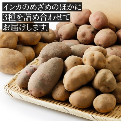 北海道産 インカのめざめ その他3種 じゃがいも セット 計10kg 上士幌町 加藤農場 野菜