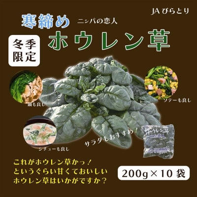 【先行予約/12月中旬以降発送】【北海道平取町産】寒締めホウレン草(ちぢみホウレン草)