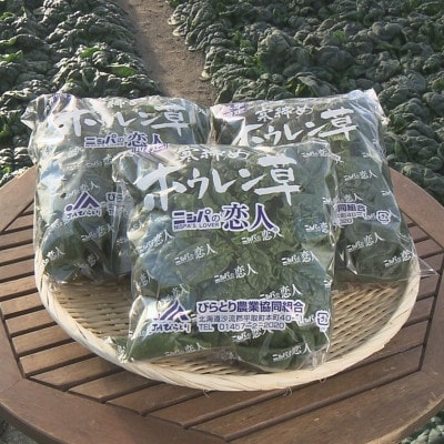 【先行予約/12月中旬以降発送】【北海道平取町産】寒締めホウレン草(ちぢみホウレン草)