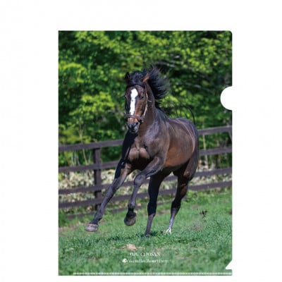 クリアファイル【オジュウチョウサン】 (写真)5枚入り