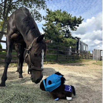特大ぬいぐるみ　絶対王者【オジュウチョウサン】バージョン