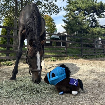 特大ぬいぐるみ　絶対王者【オジュウチョウサン】バージョン