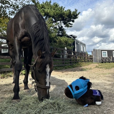 特大ぬいぐるみ　絶対王者【オジュウチョウサン】バージョン
