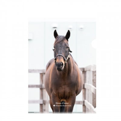 【競馬グッズ】クリアファイル【ヒルノダムール】5枚入り