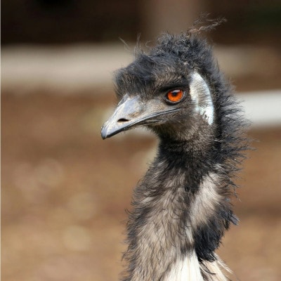 【毎月定期便】エミュー肉 しゃぶしゃぶ用全5回