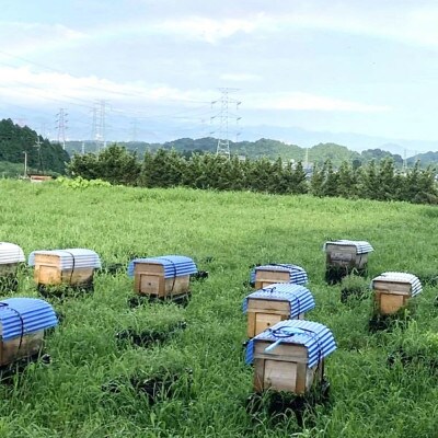 【毎月定期便】みよしの蜂蜜(もちの木)220g×1本全2回