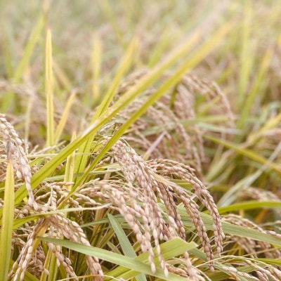 【令和7年新米】ちぎり米 5kg(「さがびより」、「ヒノヒカリ」、「夢しずく」から1種類 選択不可)