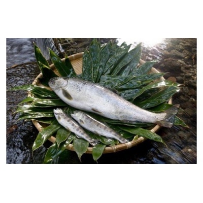 わさび田の渓流育ち「天城のあまご」を食べるお食事券(2名様)