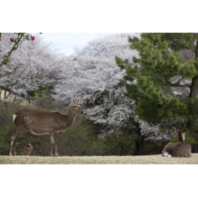 修善寺カントリークラブゴルフプレー券【平日ペアプレー券】