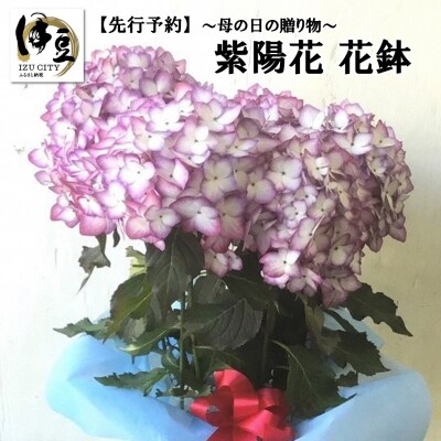 先行受付!母の日に送る「紫陽花」花鉢
