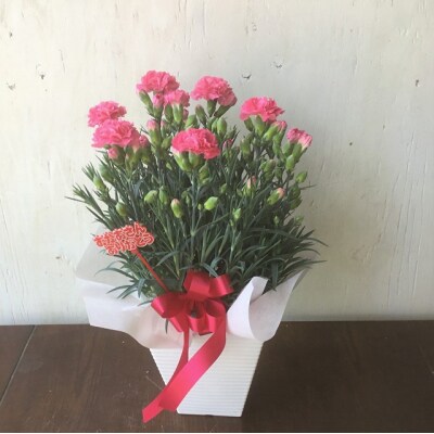 先行受付!母の日に送る「カーネーション」花鉢