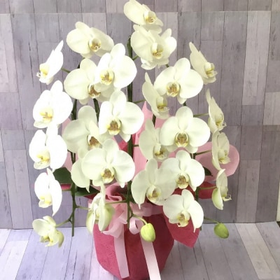 飾りやすいサイズ感 素敵な お花 白い エレガント 胡蝶蘭 1鉢