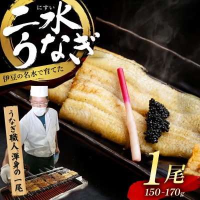 【自宅用】二水うなぎ 白焼1尾(150-170g) 