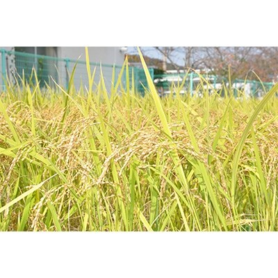 【令和5年産】小野市産ヒノヒカリ　白米7kg