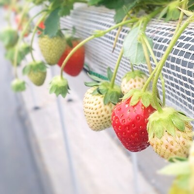 兵庫県小野市産　いちご　15粒入りセット　品種おまかせ