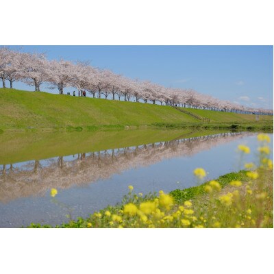 【返礼品なし】小野市応援寄附金　10,000円