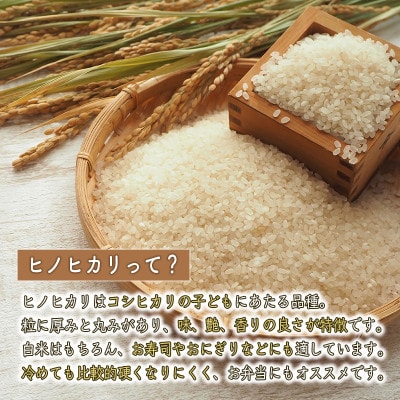 【精米】令和7年産　ヒノヒカリ　八千種米　10kg