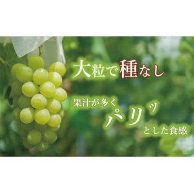 朝採れご家庭用シャインマスカット2Kg