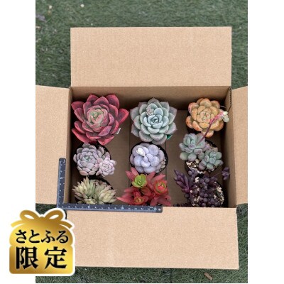 【さとふる限定】多肉植物おまかせ18ポット