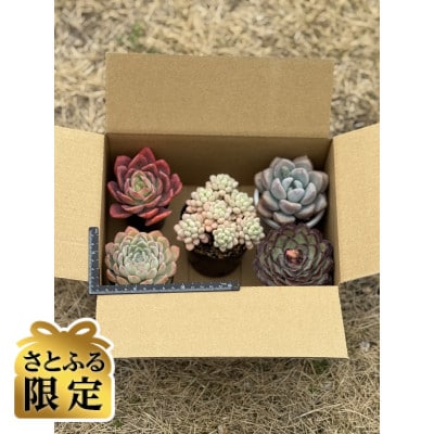 さとふる限定】多肉植物おまかせ5苗セット | 大阪府四條畷市