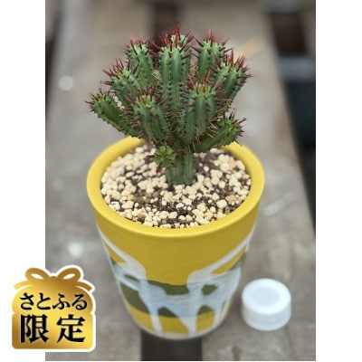 【さとふる限定】陶器鉢植え多肉植物ユーフォルビア紅彩閣
