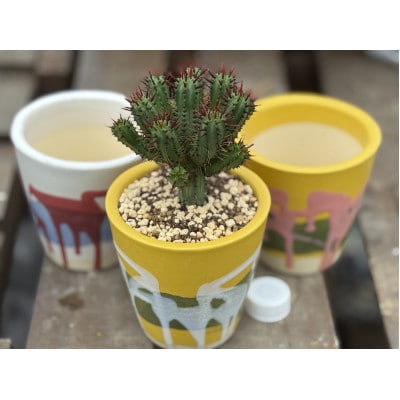 【さとふる限定】陶器鉢植え多肉植物ユーフォルビア紅彩閣