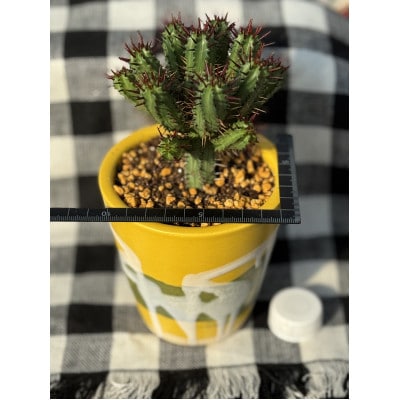 【さとふる限定】陶器鉢植え多肉植物ユーフォルビア紅彩閣