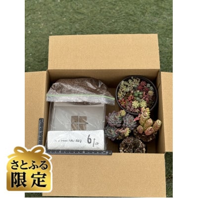 【さとふる限定】多肉植物寄植え作りセット A