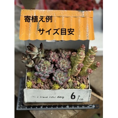 【さとふる限定】多肉植物寄植え作りセット A