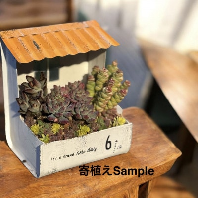 【さとふる限定】多肉植物寄植え作りセット A
