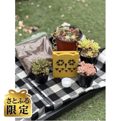 さとふる限定】多肉植物寄せ植え作りセット B | 大阪府四條畷市