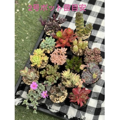 さとふる限定】多肉植物寄せ植え作りセット B | 大阪府四條畷市