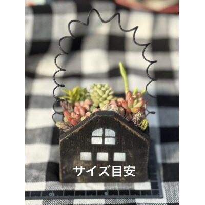 【さとふる限定】多肉植物寄せ植え作りセット　B