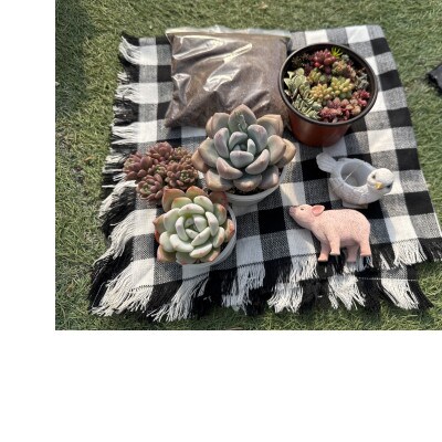 多肉植物寄せ植え作りセット+多肉植物3ポット　C