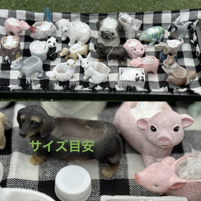 多肉植物寄せ植え作りセット+多肉植物3ポット　C