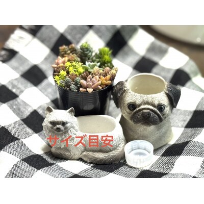 多肉植物寄せ植え作りセット+多肉植物3ポット　C