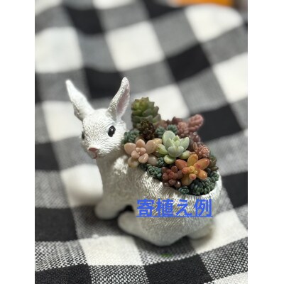 多肉植物寄せ植え作りセット+多肉植物3ポット　C