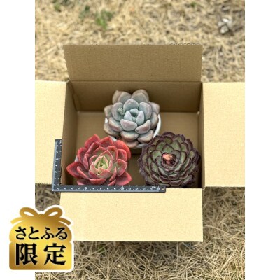 【さとふる限定】少し大きめな多肉植物2.5号〜3号ポット計3個