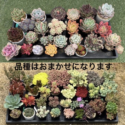 【さとふる限定】少し大きめな多肉植物2.5号〜3号ポット計3個