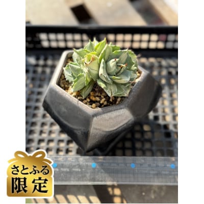 【さとふる限定】陶器鉢植えアガベ王妃雷神中班 計1鉢