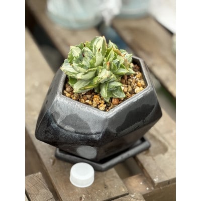 【さとふる限定】陶器鉢植えアガベ王妃雷神中班 計1鉢
