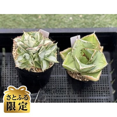 【さとふる限定】アガベ2鉢セット